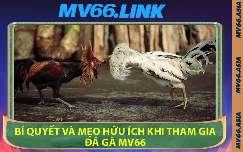 Bí Quyết Và Mẹo Hữu Ích Khi Tham Gia Đá Gà MV66