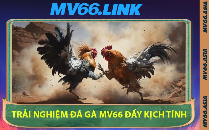 Trải Nghiệm Đá Gà MV66 Đầy Kịch Tính