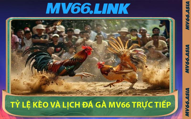 Tỷ Lệ Kèo Và Lịch Đá Gà MV66 Trực Tiếp